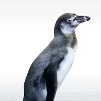 ペンギンの靴