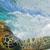 自然フォトコンテスト