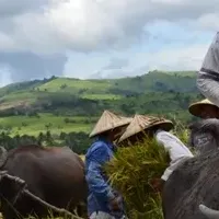 フィリピンのコメ不足