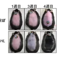 発毛促進研究の成果発表