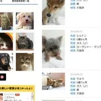 里親マッチングサイト200組突破！