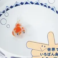 どんぶり金魚の魅力
