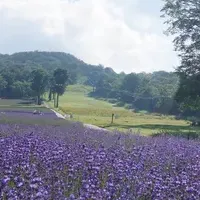 ラベンダー摘み取り体験