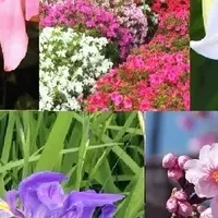 やんばる花めぐり号就航