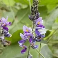 葛の花エキスの魅力