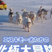 エスキモー犬たちの冒険