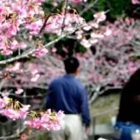 やえせ桜まつり特集