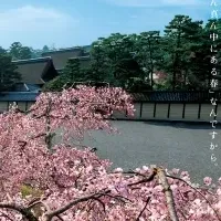 桜色の京都