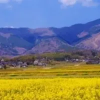 奈義町の菜の花