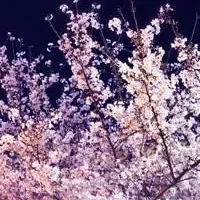 神宮前横丁夜桜祭