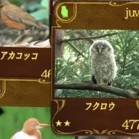 動く野鳥コレクション