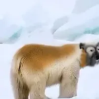 ナンキョクグマ発見