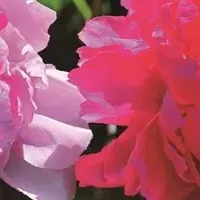 町田の花畑