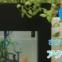 家庭で楽しむアクアポニックス