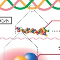 コラーゲン・トリペプチドの効果