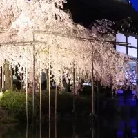 紅しだれコンサート