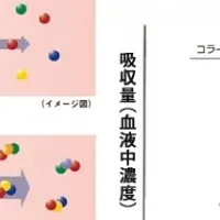 コラーゲンの新効果