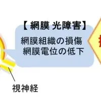 栃の実の網膜保護効果