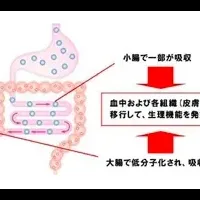 美肌効果のヒアルロン酸