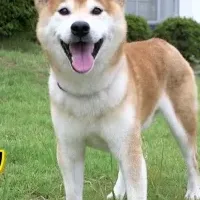 柴犬がものづくりPR