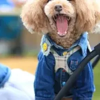 九十九里ビーチフェス