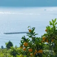 大崎上島町のふるさと納税