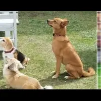 高齢者と犬の交流