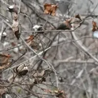 ワタの木を再活用