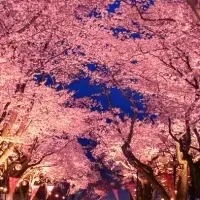 夜桜イルミネーション