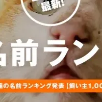 猫の名前ランキング