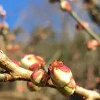 城州白梅梅まつり