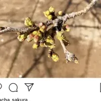 桜のインスタ配信