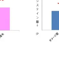 シスチン再生の新発見