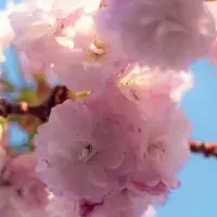 新たな花見体験