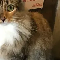 猫アレルギー歓迎の猫カフェ