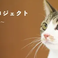 猫救済プロジェクト