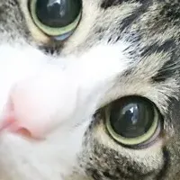 猫のがん治療に向けて