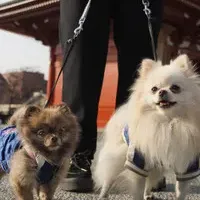 犬とのライフスタイル