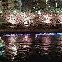 大川お花見クルーズ