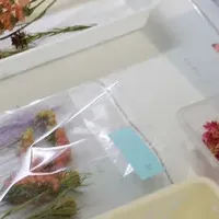 ドライフラワーと協業