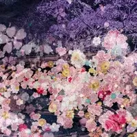 夜桜体験の旅