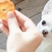 愛犬・愛猫のおやつ