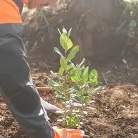 持続可能な森林再生