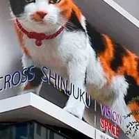 巨大猫の3D映像