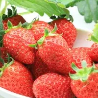 夏に収穫できるいちご