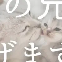 犬猫の兄妹をつなぐ