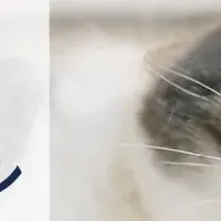 Candy Brushが登場