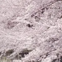 東京桜クルーズ