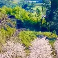 長湯温泉の桜