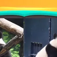 上野動物園とBabyBus